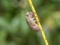 Emerging Cicada 002.jpg